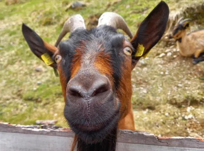 Haus Blickfang * ניוסטיפט אים סטובאיטל